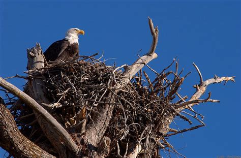 Rules of the Jungle: When do eagles build their nest?