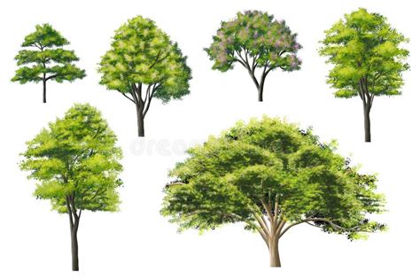 Abstract Green Tree Side View Stock Illustration - Illustration of environment, abstract: 217606069