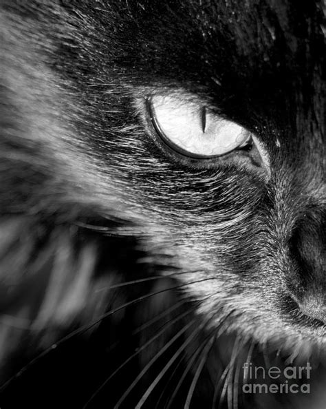 Cats Eye Black and White Photograph by THP Creative - Fine Art America