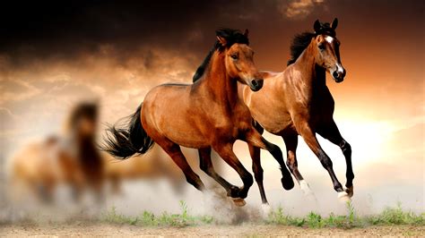 Pet \u0026 Wild Animals, In Free HD Wallpapers ELSOAR | Horse wallpaper ...