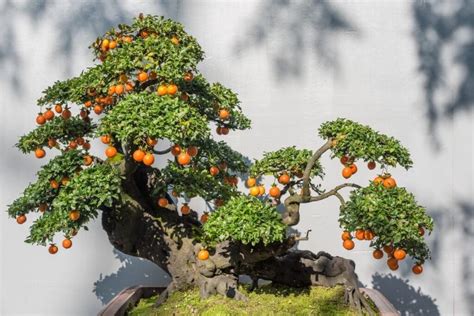 9 Best Bonsai Fruit Trees: How to Grow and Care | Florgeous