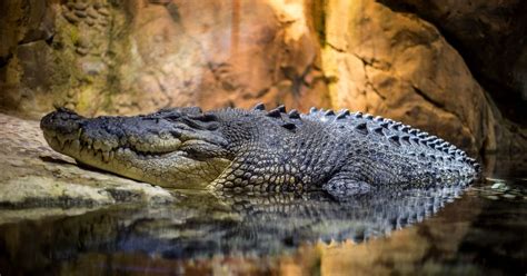 Alligator Wallpapers - 4k, HD Alligator Backgrounds on WallpaperBat