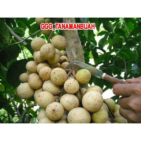 Jual Bibit Buah Duku Manis Hasil Okulasi Tanpa Biji | Shopee Indonesia