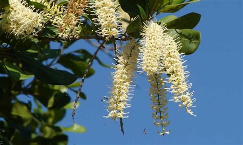 Macadamia Nut Tree: The Tropical Treat - Epic Gardening