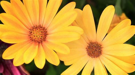 Free photo: Yellow Daisies - Daisy, Flower, Fragrance - Free Download - Jooinn