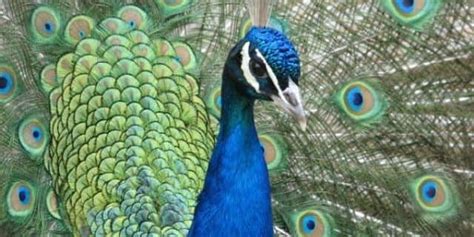 Martha Stewart says coyotes killed 6 of her pet peacocks | Fox News