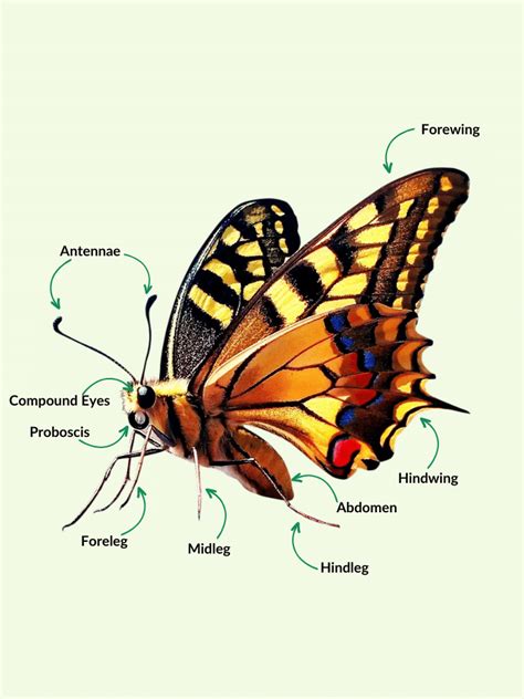 Butterfly Anatomy Diagram