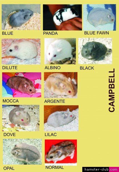 Cambell's dwarf hamster colors Dwarf Hamster Food, Robo Dwarf Hamsters, Hamsters As Pets, Cute ...