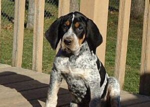 Pros and Cons of a Bluetick Hound Lab Mix! (2024) - We Love Doodles