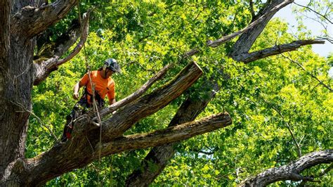 A Before, During, And After Guide to Tree Removal