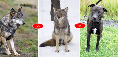 Coyote vs Wolf vs Pit bull fight comparison- who will win the fight?