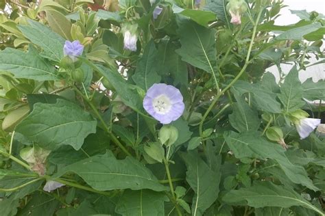 Nicandra Physaloides by Bob Flowerdew - Hartley Botanic