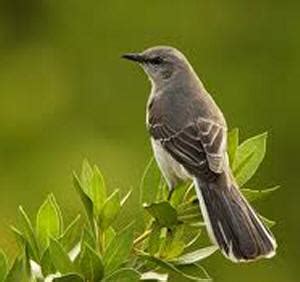 A Light In The Darkness: Mockingbird Symbolism