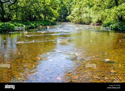 The shallow River Derwent in the height of Summer, flowing past trees in the Peak District ...