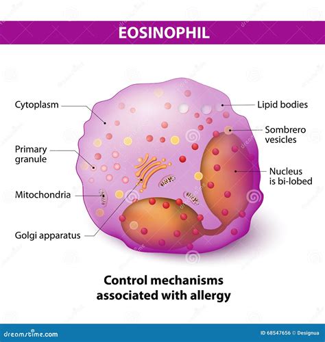 Granulocytes Cartoons, Illustrations & Vector Stock Images - 243 ...