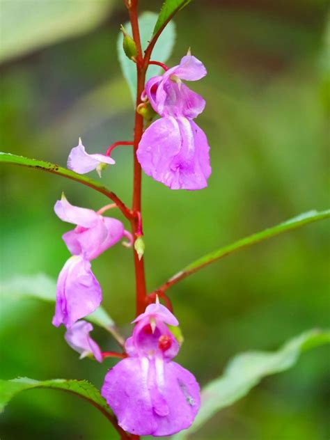 Caring For Balsam In The Garden - How To Grow Balsam Plants