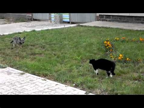 Cat Chases Dog - YouTube