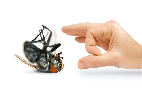 Shoo away the disease-laden flies with flies control services - Chambers Pest Control