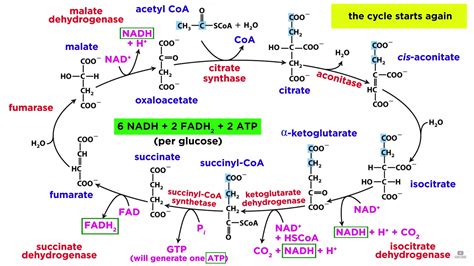 Cellular Respiration Part 2: The Citric Acid Cycle - Professor Dave ...