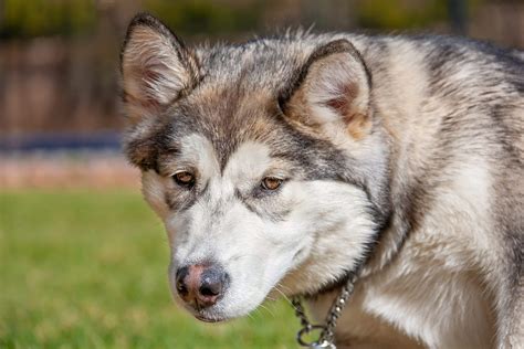 Alaskan Malador Dog Breed Pictures, Characteristics, and Facts - Rested Paws