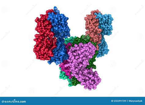 Space-filling Molecular Model Of Canakinumab, A Monoclonal Antibody Neutralizing Interleukin ...