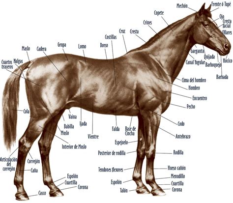 Anatomia do cavalo | Equinos | Pinterest | Anatomia e Cavalo