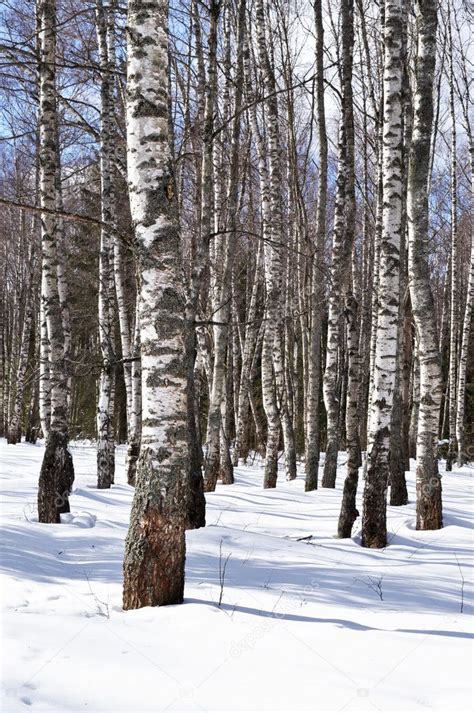 Birch trees in winter forest — Stock Photo © viknik #5362577