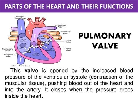 Parts of the Heart and Their functions