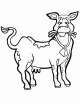 Cattle Coloring Pages  ClipArt Best sketch template