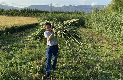 Researchers use Juncao to rehabilitate polluted soil in northern China ...