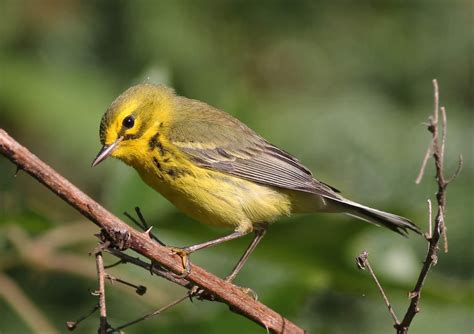 Mark James Pearson: Bird of the Week #8 - Prairie Warbler