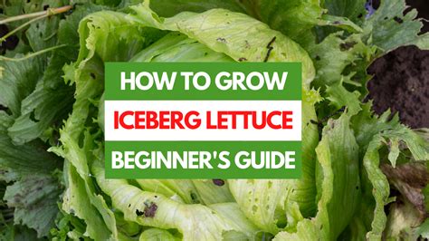 How to Grow Iceberg Lettuce - A Beginner's Guide - Gardening Eats