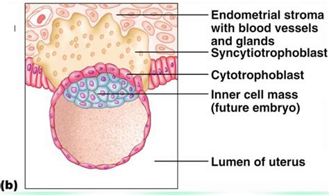 Print Developmental -Prenatal Development Anatomy Lecture (Embryonic ...