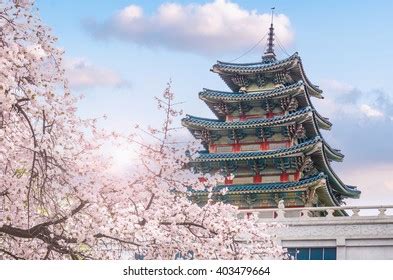 Gyeongbokgung Palace Cherry Blossom Tree Spring Stock Photo 514612555 ...