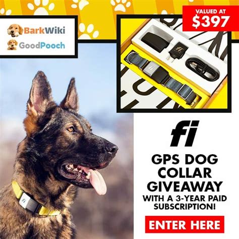 Fi GPS Dog Collar with 3-Year Subscription - BarkWiki: Dog Breeds and ...