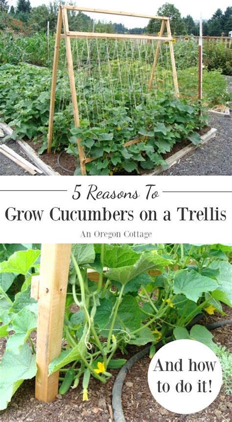 How To Grow Cucumbers Vertically - Tribuntech