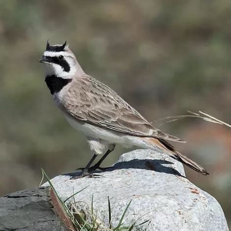 Male Breeding Horned Lark (Species=Eremophila alpestris / Standard Name ...