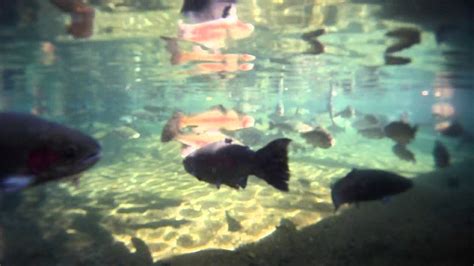 Fish attacks camera- Bonneville Dam -Oregon - YouTube