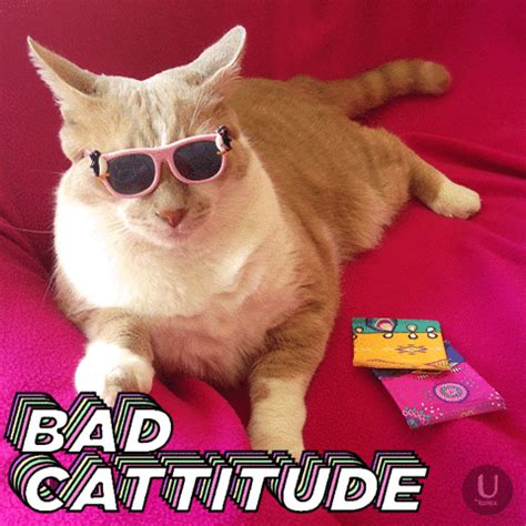 New party member! Tags: cat happy what kitty sunglasses meow shades attitude pms time of the ...