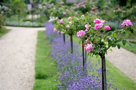 13 Attractive Ideas For Landscaping With Roses