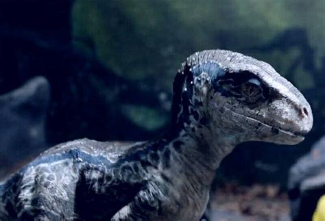 Baby Blue the Velociraptor | Blue jurassic world, Jurassic world dinosaurs, Jurassic world