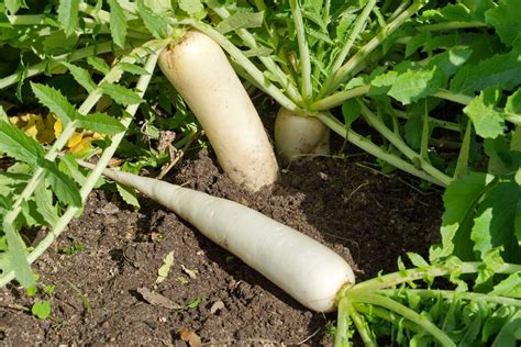 Radish Growing Guides, Tips, and Information | Gardener's Path