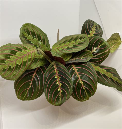 Calathea Prayer Plant ~ Maranta Leuconeura | tilamuski