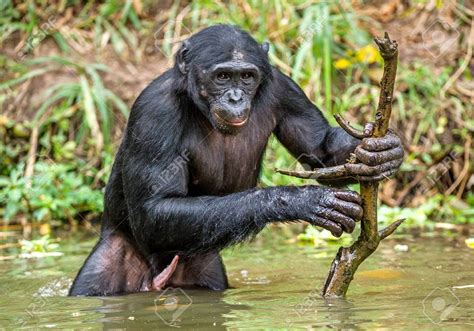 Salonga National Park - Kwafrika Travel | #VisitCongo