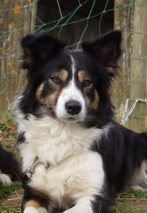 Black tri-color Border Collie | Border collie, Border collie colors ...