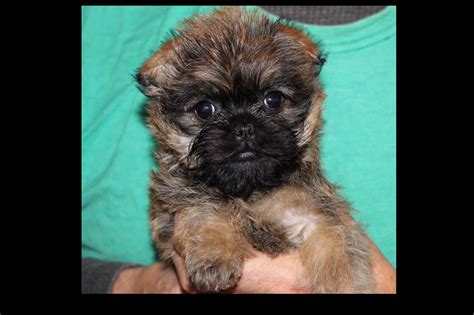 Edan Hill Affenpinschers - Affenpinscher Puppies For Sale - Born on 11 ...