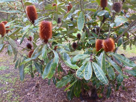 Swamp Banksia Seeds – Banksia robur | Gardening With Angus