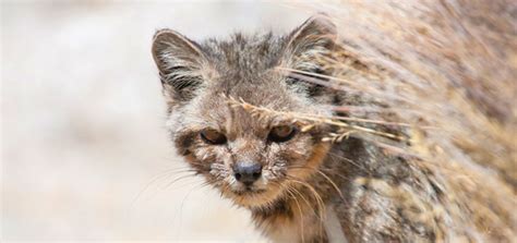 Enchanting and Endangered | Modern Cat magazine