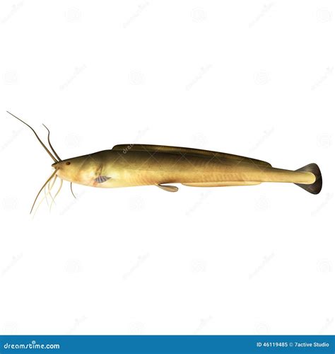 Clarias Gariepinus/African Catfish Stock Image - Image of natural, fish: 46119485