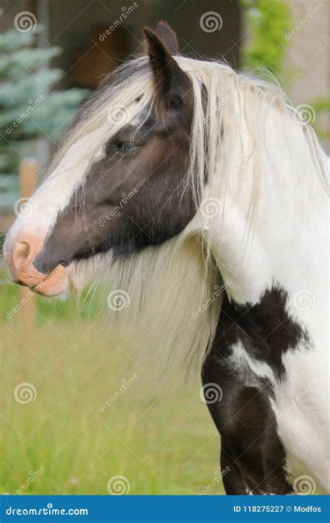 Gypsy Cob Horse from the British Isles Stock Image - Image of isles ...